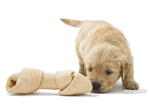 Online Appointment Request: Puppy Sniffing Bone